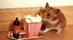 Koje su delicije mogu dati hrčak